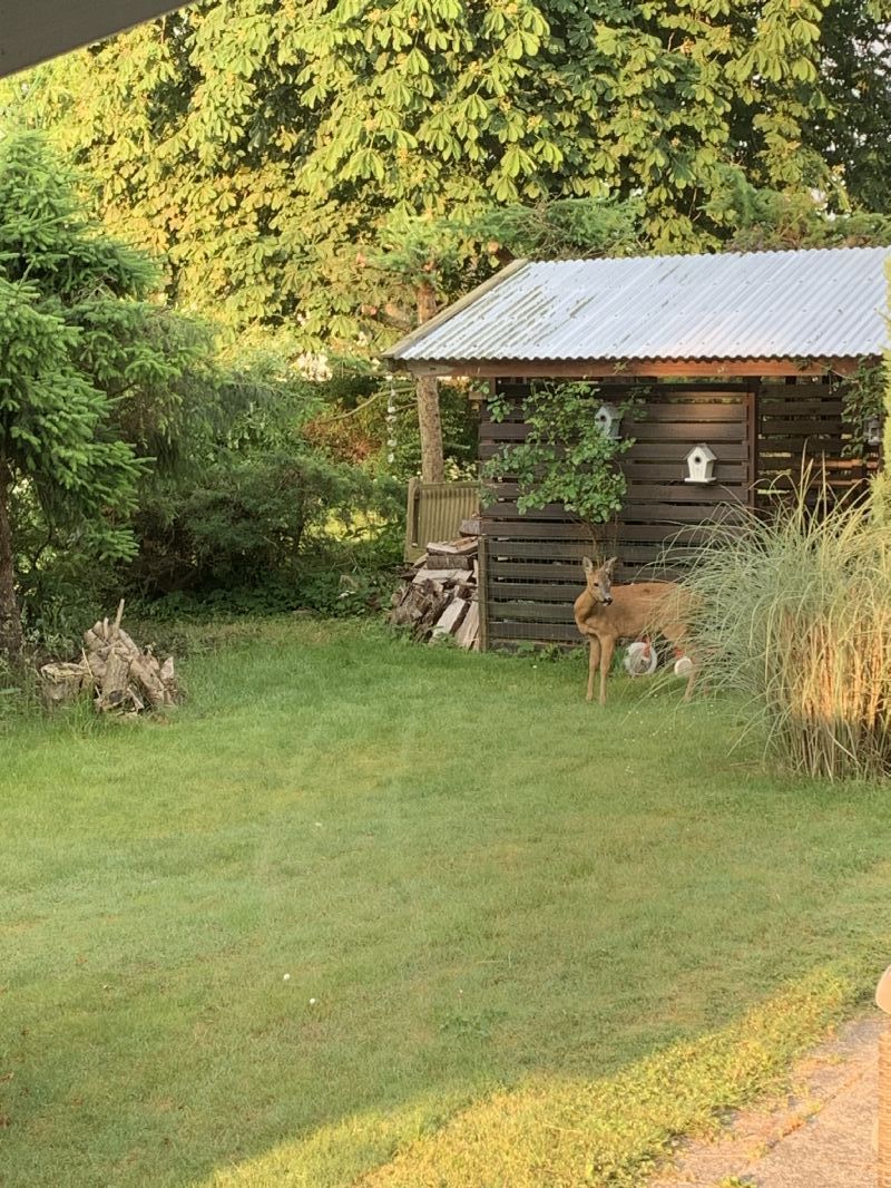 Sommerhus 3118