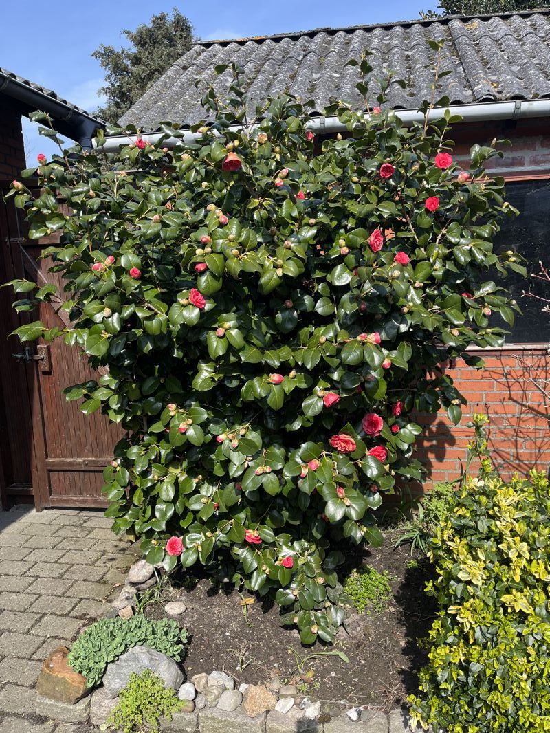 Sommerhus 3720